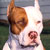 El American Pitbull Terrier (APBT)