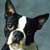 El Boston Terrier