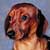 Dachshund o teckel