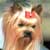 El Yorkshire Terrier - Yorkie
