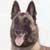 El Pastor Belga Malinois
