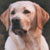 El Labrador Retriever