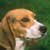 El Beagle