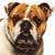 El Bulldog