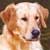 El Golden Retriever